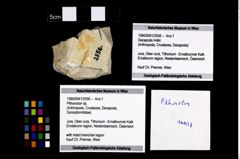 Foto (Objekt + Etikett) von Pithonoton sp.  (NHMW-GEO-1990-0041-2556)